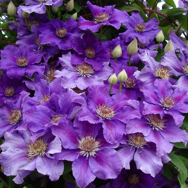 Клематис Ashva (150-200см, цветок 7-10, 3 группа)