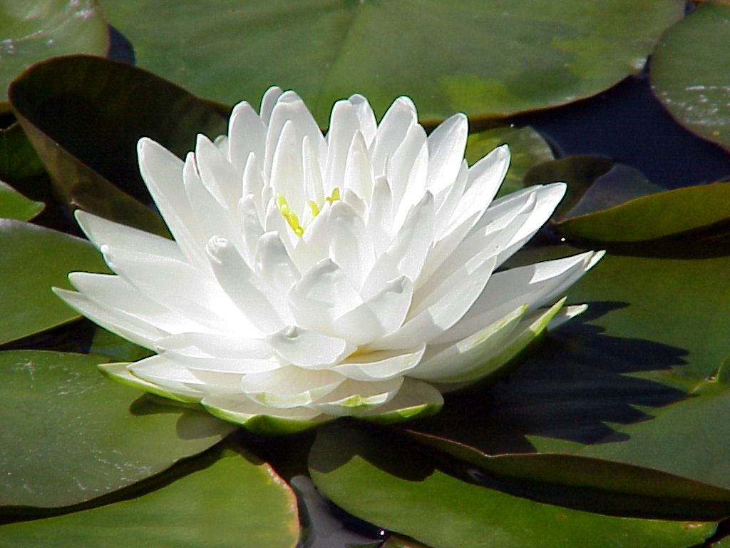 Нимфея Gonnere (цветок 10-15см)
