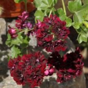 Пеларгония плющелистная Royal Black Rose №19