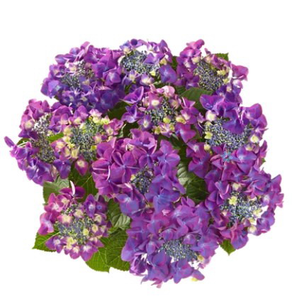 Гортензия крупнолистная Frisbee Purple
