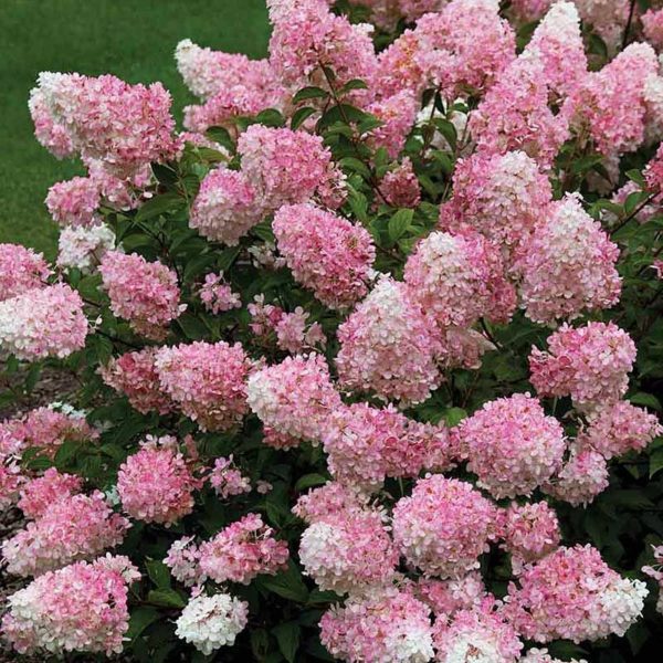 Гортензия метельчатая Touch of Pink