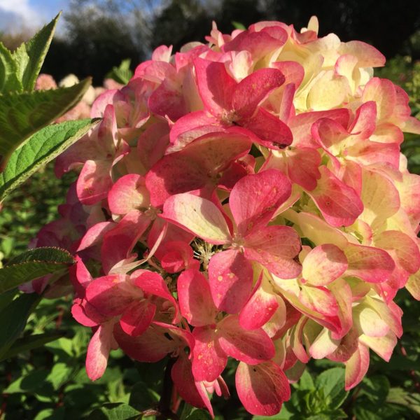 Гортензия метельчатая Graffiti