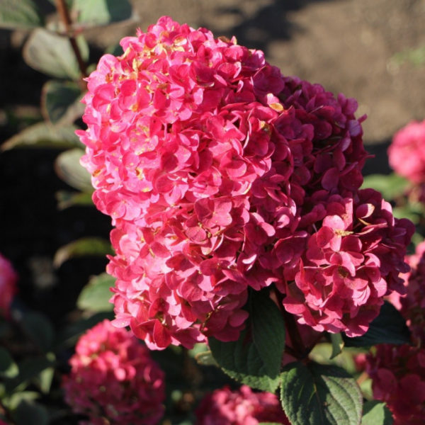 Гортензия метельчатая Samarskya Lydia