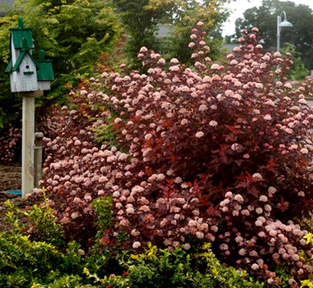 Пузыреплодник Lady in Red