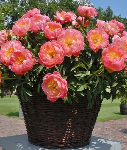 Пион Coral Charm