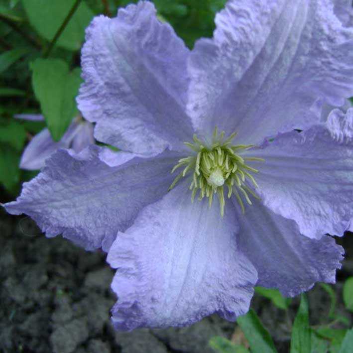 Клематис Blue Angel (Blekitny Aniol) (300-350 см, цветок 10-15, 3 группа)