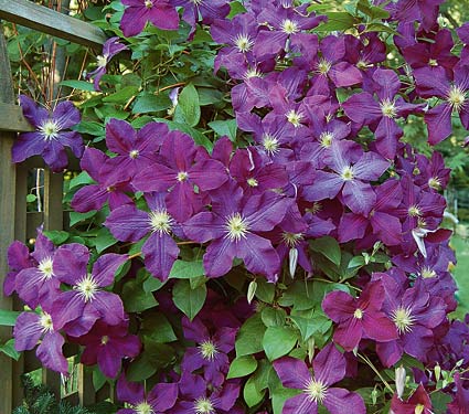 Клематис Etoile Violette (300-350 см, цветок 6-8, 3 группа)