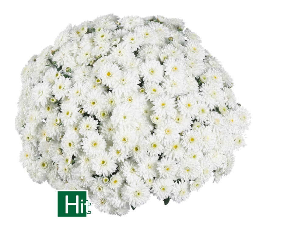 Хризантема-мультифлора Calm White №141 (34-неделя)