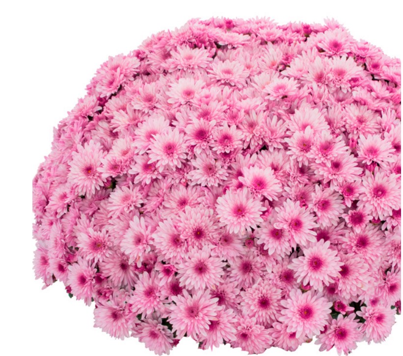 №1822 (148) Хризантема-мультифлора Lively Pink Bicolor (35-36 неделя)