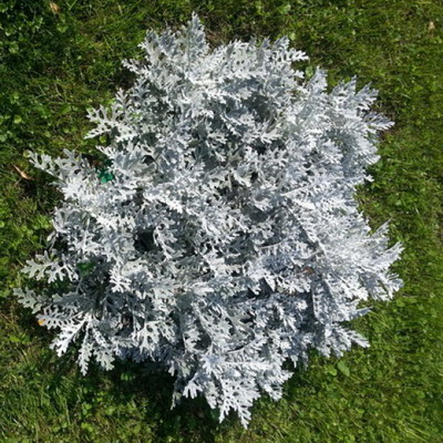 №1900 Цинерария