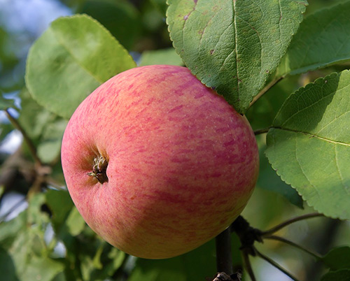 Яблоня Мельба (позднелетний сорт)