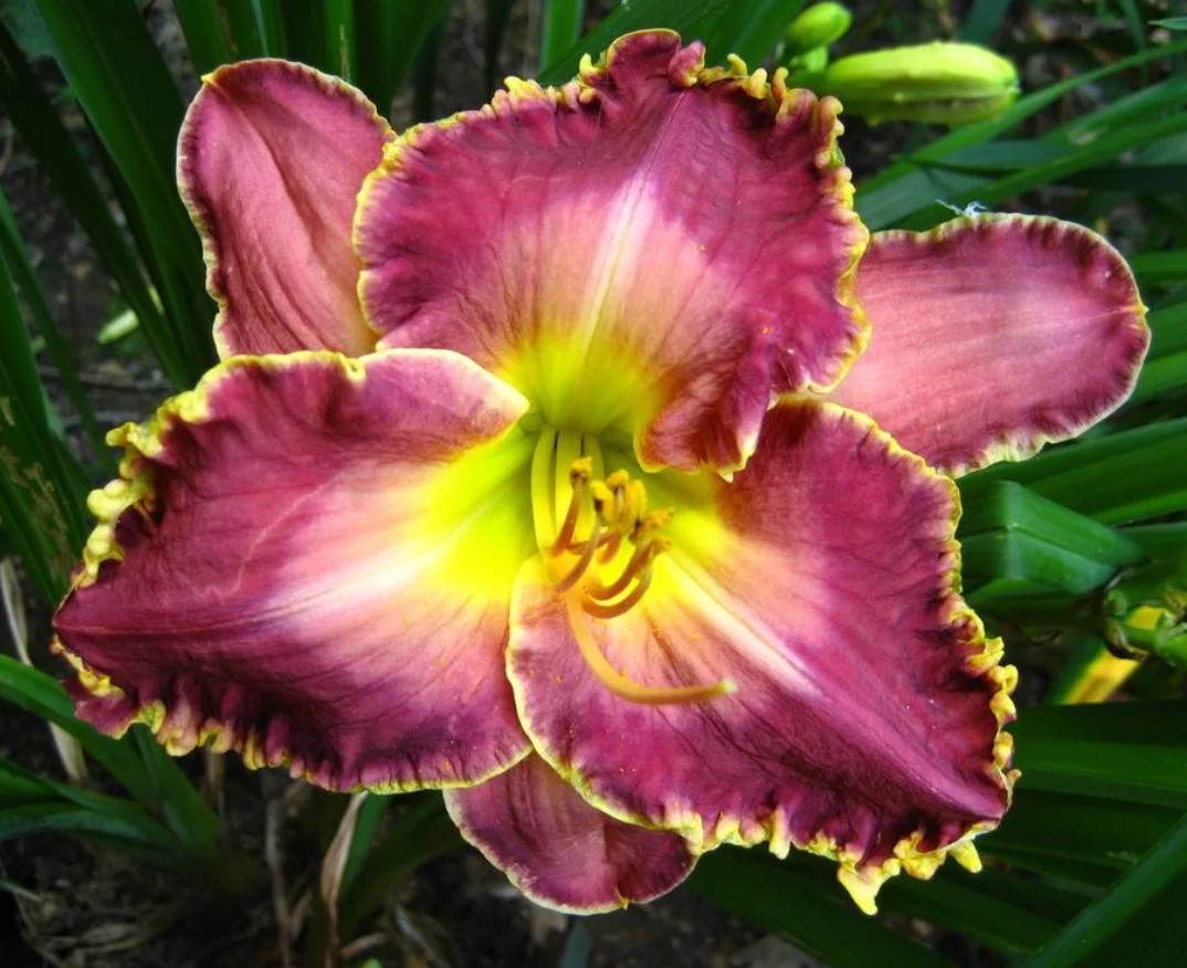 №2123 Лилейник David Kirchoff