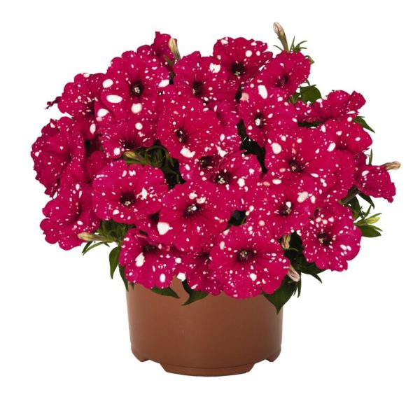 №137 Петуния Surprise Sparkling Red 2023