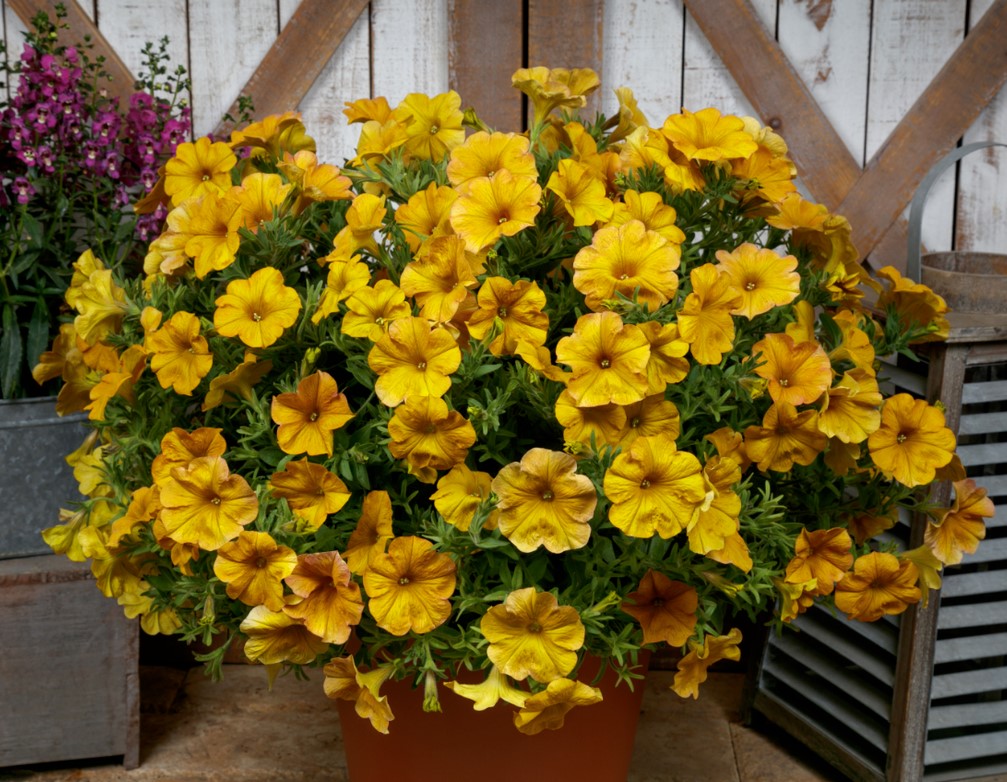 №1400 Петхоа Beautical Yellow Sun