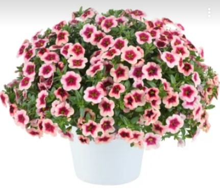 №225 Калибрахоа Eyeconic Strawberry