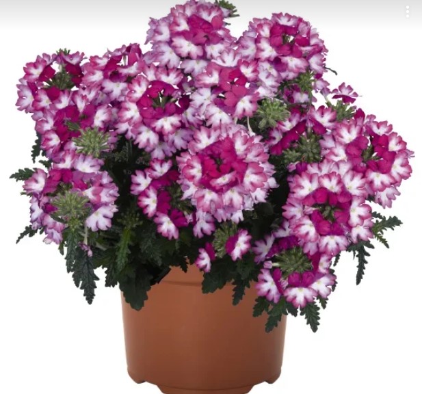 №317 Вербена Wicked Dark Pink Confetti Garden