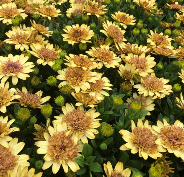 №354 Остеоспермум Margarita Double Yellow