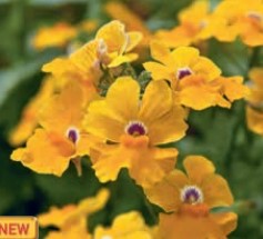 №484 Немезия SUNSATIA PLUS Curuba