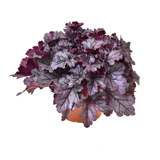 №2134 Гейхера World Caffé Frappe