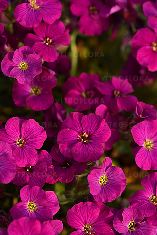 №2181 Обриетта Rock on Pink