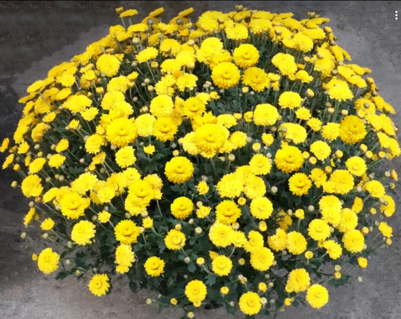 №1792 (165) Хризантема-мультифлора Brannobless Yellow (34-35 неделя)