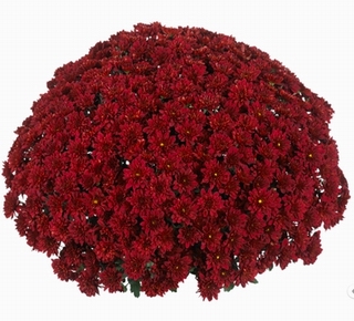 №1812 (167) Хризантема-мультифлора Cherry Red (36-37 неделя)