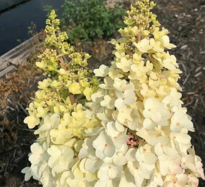 Гортензия метельчатая Petite Lantern