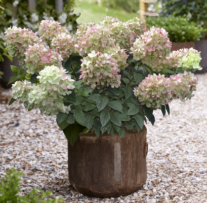 Гортензия метельчатая Gardenlight Pinklight