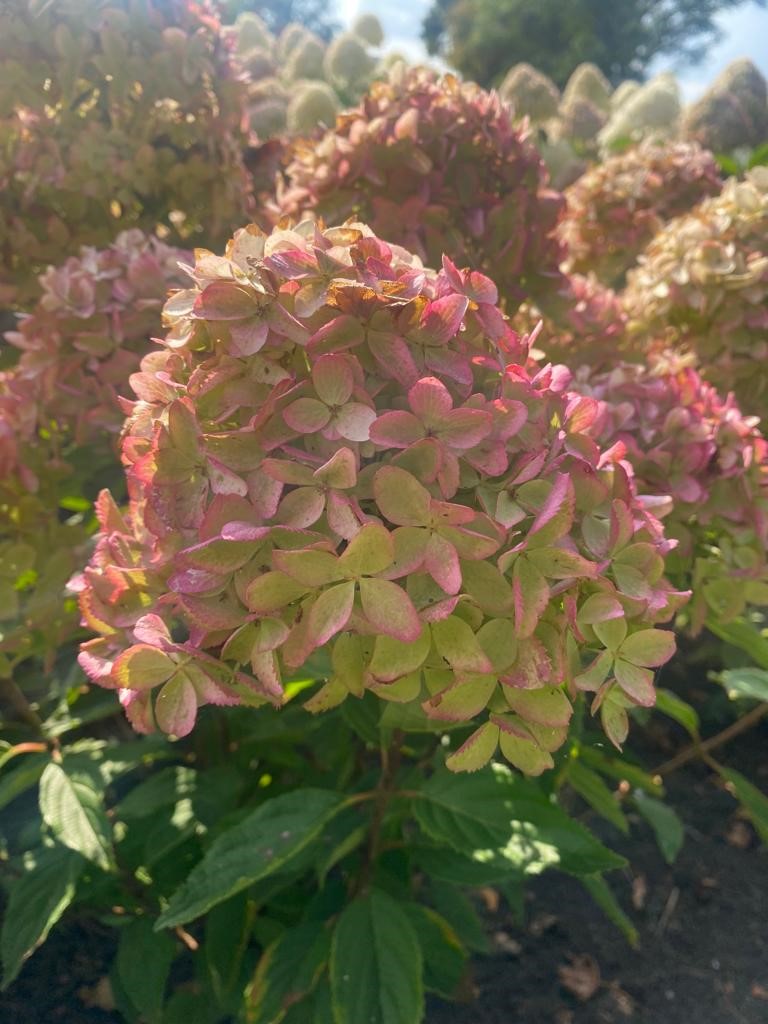 Гортензия метельчатая Gardenlight Whitelight