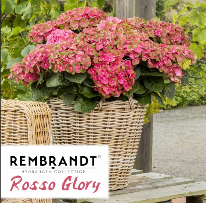 Гортензия крупнолистная Rembrandt Rosso Glory