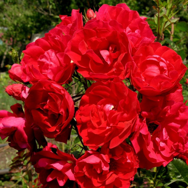 Роза канадская Adélaïde Hoodless (корнесобств., шраб)