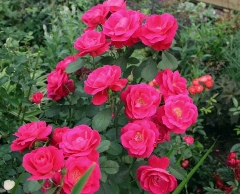 Роза канадская George Vancouver (корнесобств.)