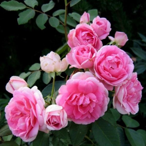 Роза канадская Prairie Joy (корнесобств., шраб)
