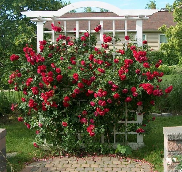 Роза канадская Quadra (корнесобств.)