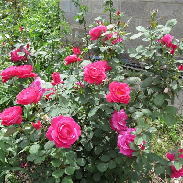 Роза канадская Winnipeg Parks (корнесобств., шраб)