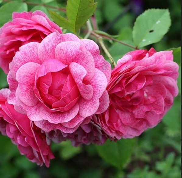 Роза канадская Morden Ruby (корнесобств., шраб)