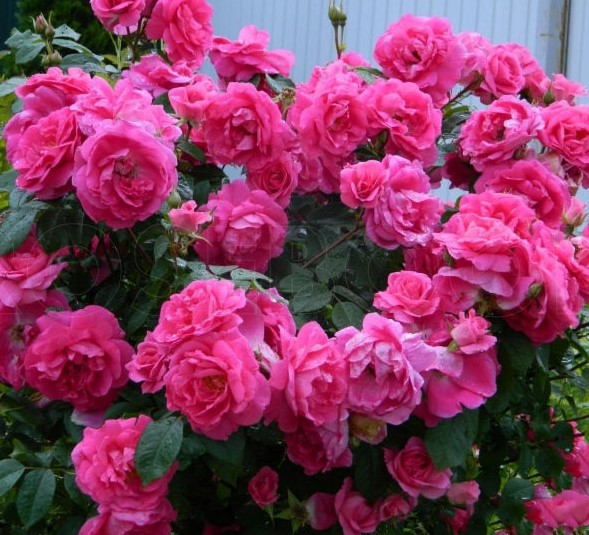 Роза канадская Morden Centennial (корнесобств.,шраб)