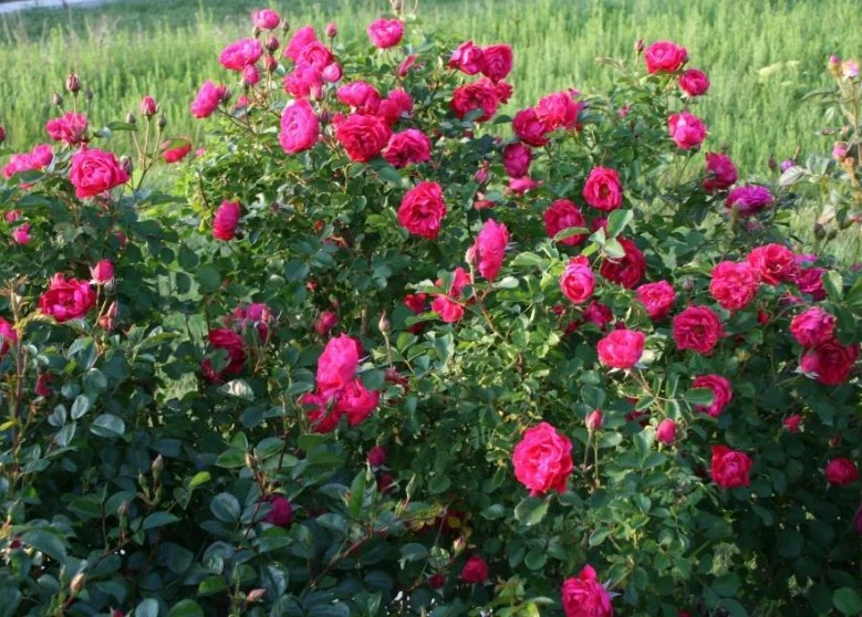 Роза канадская John Franklin (корнесобств., шраб)
