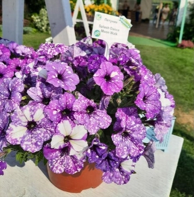 №830 Петуния Splash Dance Moon Walk