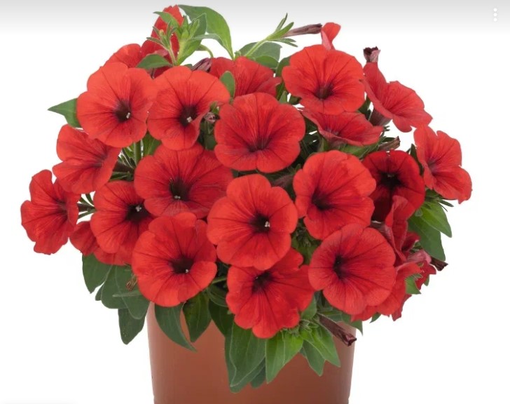 №1560 Петуния Sweetunia Red