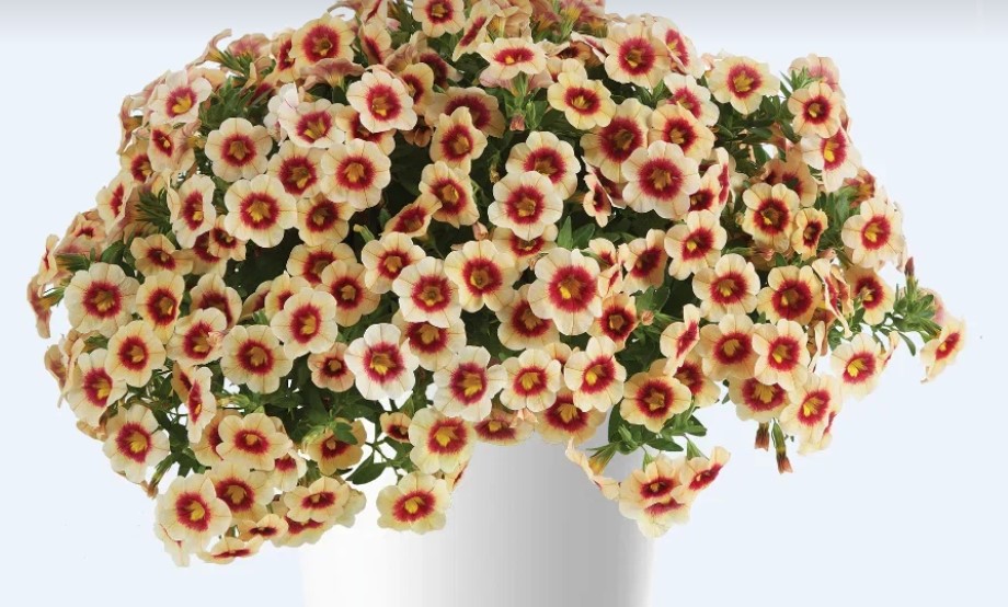 №1332 Калибрахоа Eyeconic Apricot