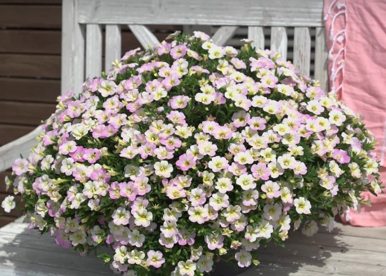 №1344 Калибрахоа Neo Fancy Francy