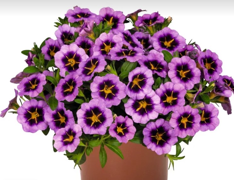 №1353 Калибрахоа Tik Tok Grape