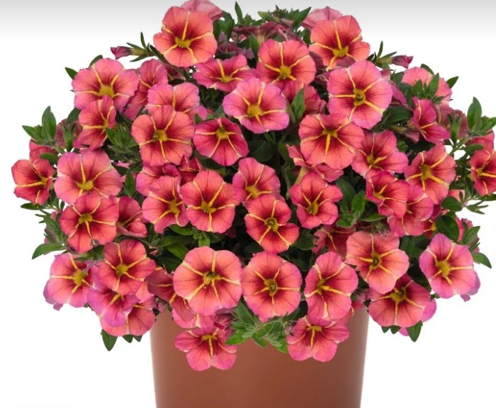 №1354 Калибрахоа Tik Tok Orange