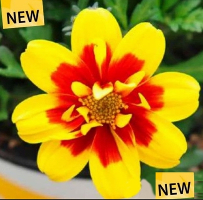 №1294 Биденс Taka Tuka Double Yellow Red Center