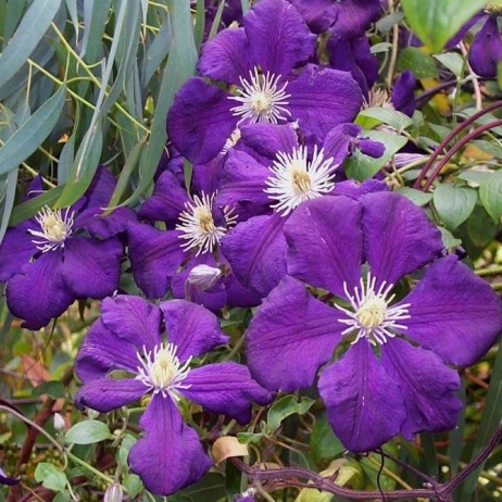 Клематис Blue Belle (250-350см, цветок 6-10 см, 3 группа)