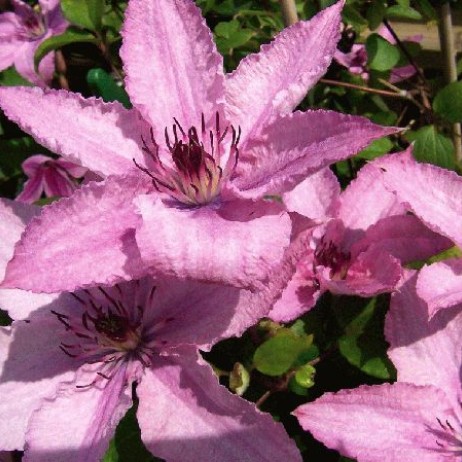Клематис Hagley Hybrid (200см, цветок 8-10см, 3группа)