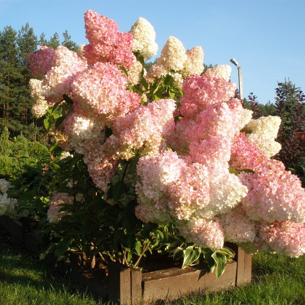 Гортензия Sundae Fraise Фото