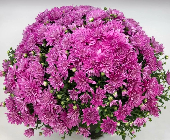 Хризантема-мультифлора Branangel Pink №181 (34-35 неделя)
