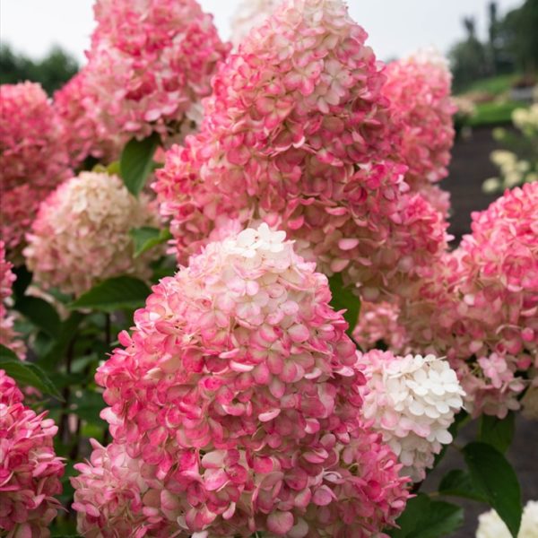 Гортензия метельчатая Pink & Rose